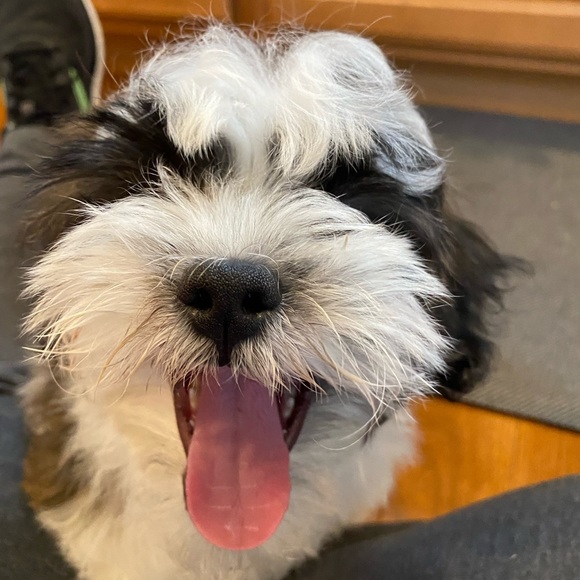 Posh Ambassador! - Picture 5 of 8